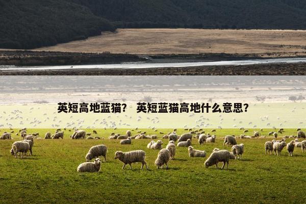 英短高地蓝猫？ 英短蓝猫高地什么意思？
