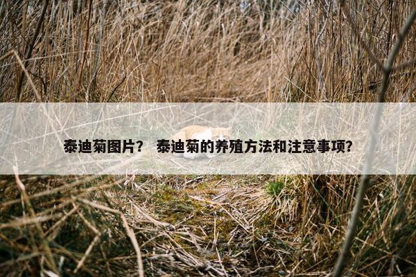 泰迪