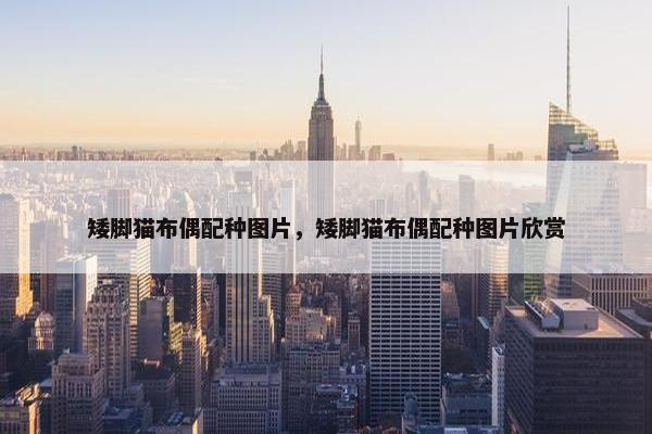 矮脚猫布偶配种图片，矮脚猫布偶配种图片欣赏