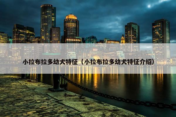小拉布拉多幼犬特征（小拉布拉多幼犬特征介绍）