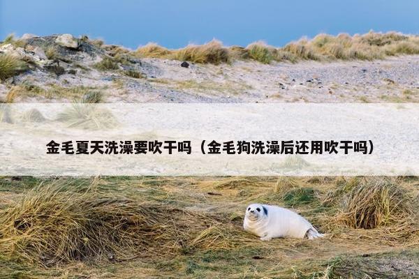 金毛夏天洗澡要吹干吗（金毛狗洗澡后还用吹干吗）