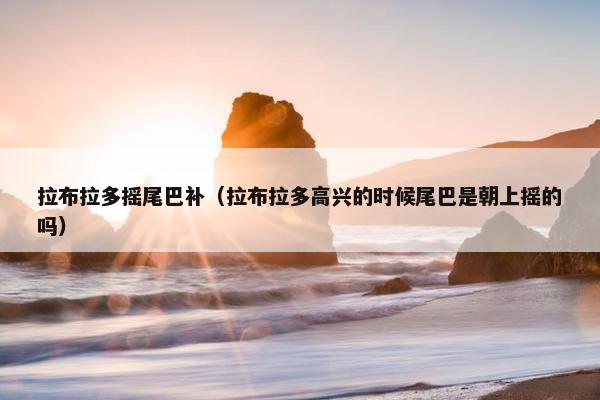 拉布拉多摇尾巴补（拉布拉多高兴的时候尾巴是朝上摇的吗）