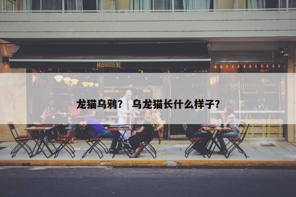 龙猫乌鸦？ 乌龙猫长什么样子？