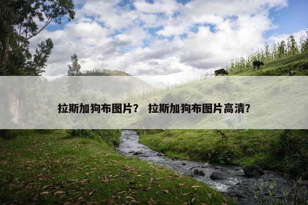 拉斯加狗布图片？ 拉斯加狗布图片高清？