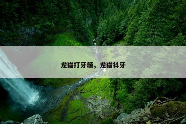龙猫打牙颤，龙猫抖牙