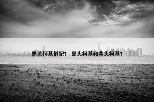 黑头柯基借配？ 黑头柯基和黄头柯基？