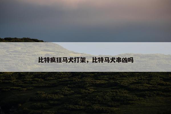 比特疯狂马犬打架，比特马犬串凶吗