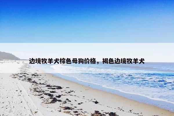 边境牧羊犬棕色母狗价格，褐色边境牧羊犬