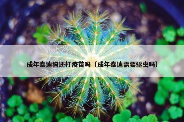 成年泰迪狗还打疫苗吗（成年泰迪需要驱虫吗）