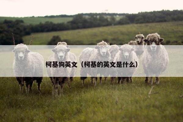 柯基狗英文（柯基的英文是什么）
