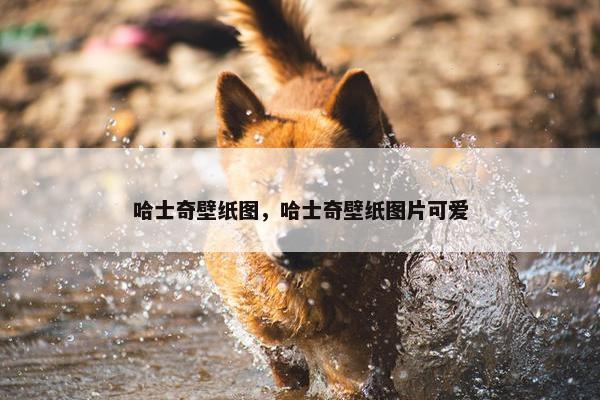 哈士奇壁纸图，哈士奇壁纸图片可爱