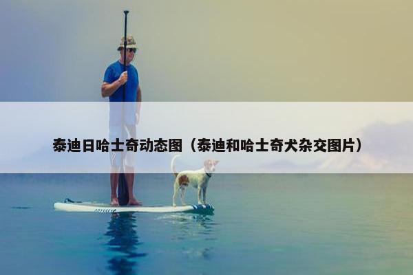 泰迪日哈士奇动态图（泰迪和哈士奇犬杂交图片）