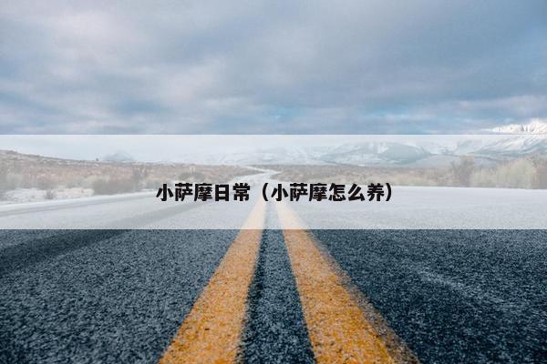小萨摩日常（小萨摩怎么养）