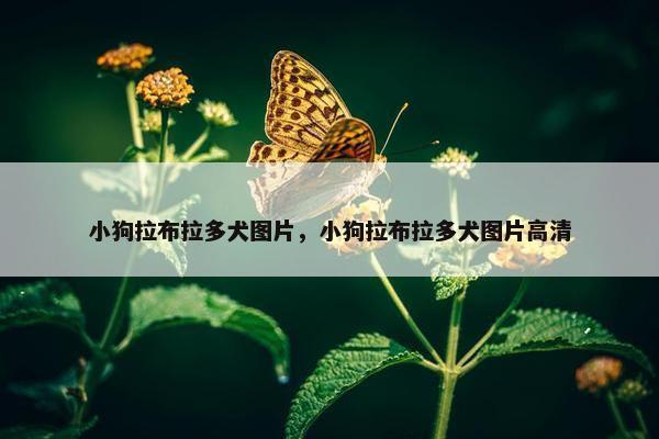 小狗拉布拉多犬图片，小狗拉布拉多犬图片高清