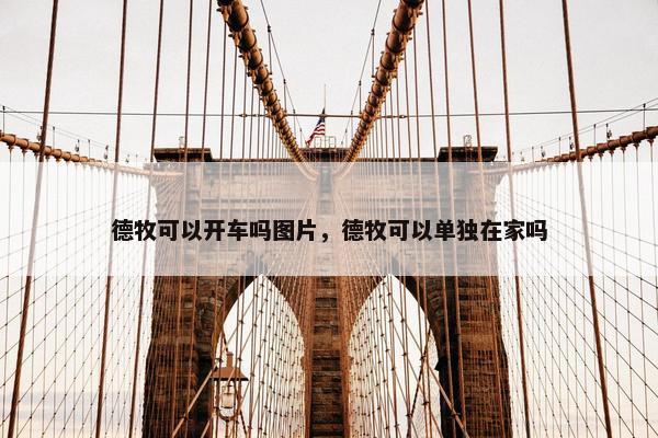 德牧可以开车吗图片，德牧可以单独在家吗