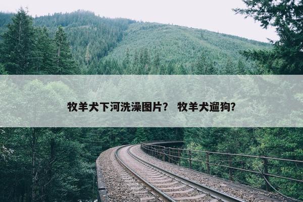 牧羊犬下河洗澡图片？ 牧羊犬遛狗？