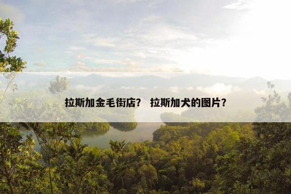 拉斯加金毛街店？ 拉斯加犬的图片？