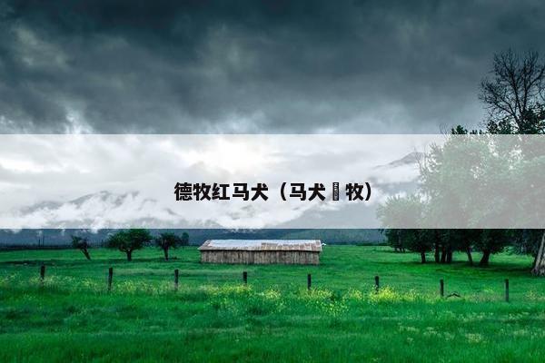 德牧红马犬（马犬徳牧）