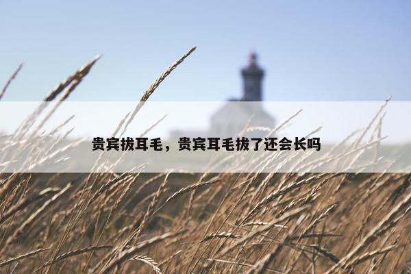 贵宾拔耳毛，贵宾耳毛拔了还会长吗