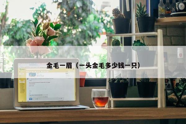 金毛一眉（一头金毛多少钱一只）