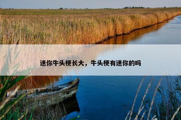 迷你牛头梗长大，牛头梗有迷你的吗