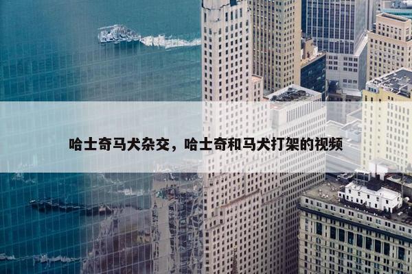 哈士奇马犬杂交，哈士奇和马犬打架的视频