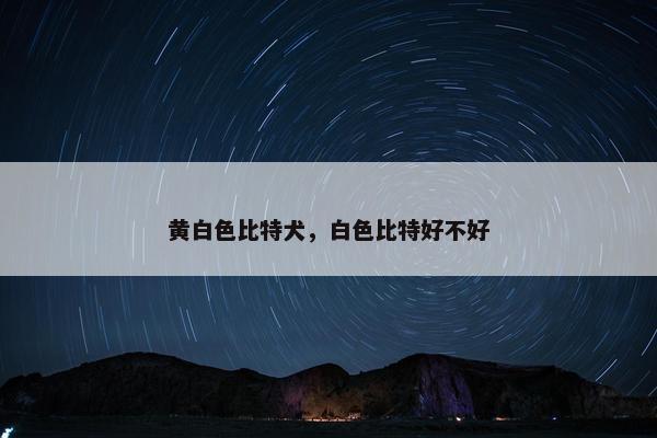 黄白色比特犬，白色比特好不好