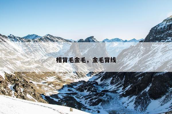 相背毛金毛，金毛背线