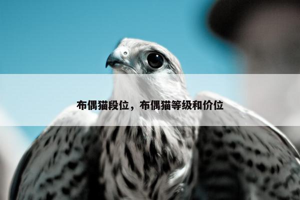 布偶猫段位，布偶猫等级和价位