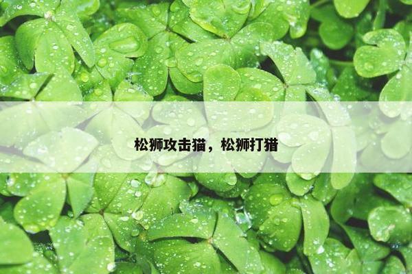 松狮攻击猫，松狮打猎