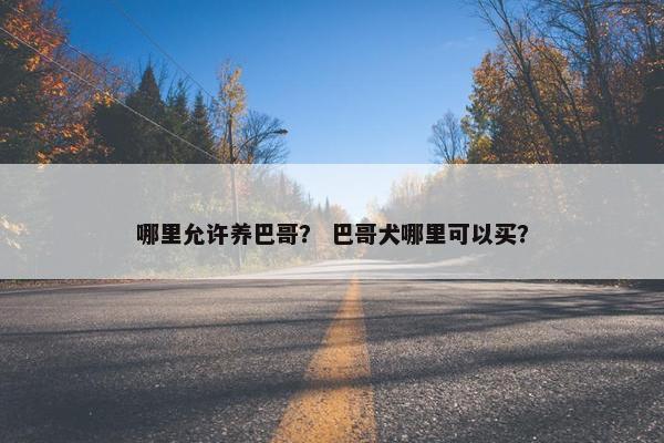 哪里允许养巴哥？ 巴哥犬哪里可以买？
