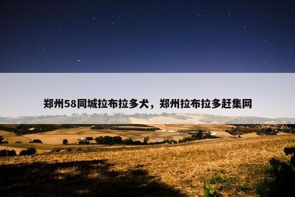 郑州58同城拉布拉多犬，郑州拉布拉多赶集网