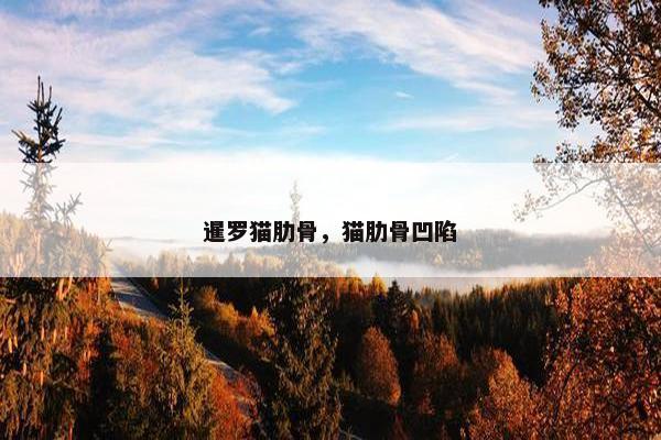 暹罗猫肋骨，猫肋骨凹陷