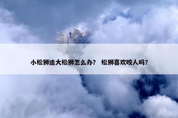 小松狮追大松狮怎么办？ 松狮喜欢咬人吗？