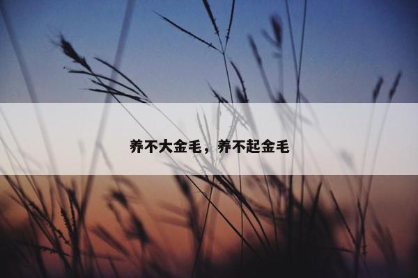 养不大金毛，养不起金毛