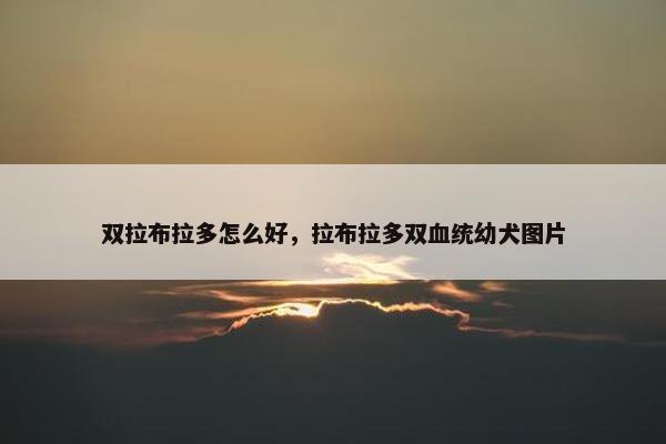 双拉布拉多怎么好，拉布拉多双血统幼犬图片