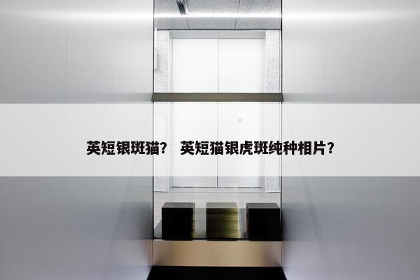 英短银斑猫？ 英短猫银虎斑纯种相片？