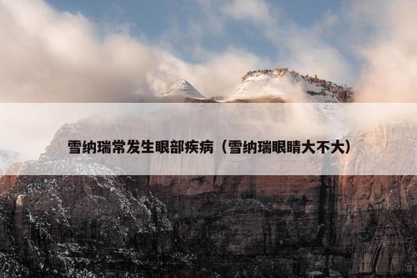 雪纳瑞常发生眼部疾病（雪纳瑞眼睛大不大）