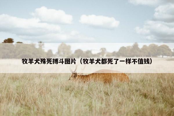 牧羊犬殊死搏斗图片（牧羊犬都死了一样不值钱）
