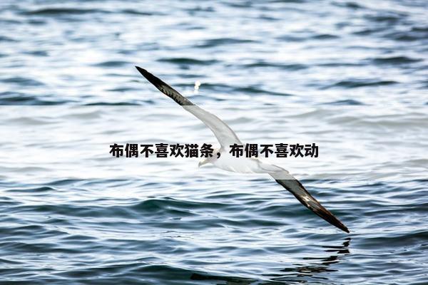 布偶不喜欢猫条，布偶不喜欢动