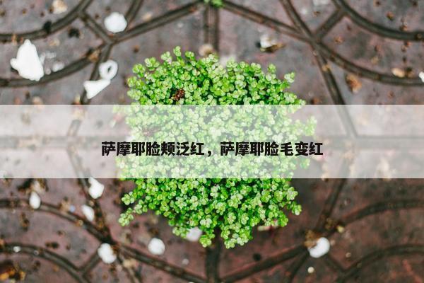萨摩耶脸颊泛红，萨摩耶脸毛变红