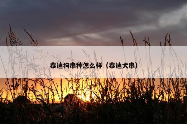 泰迪狗串种怎么样（泰迪犬串）