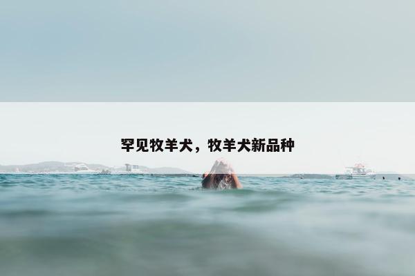 罕见牧羊犬，牧羊犬新品种