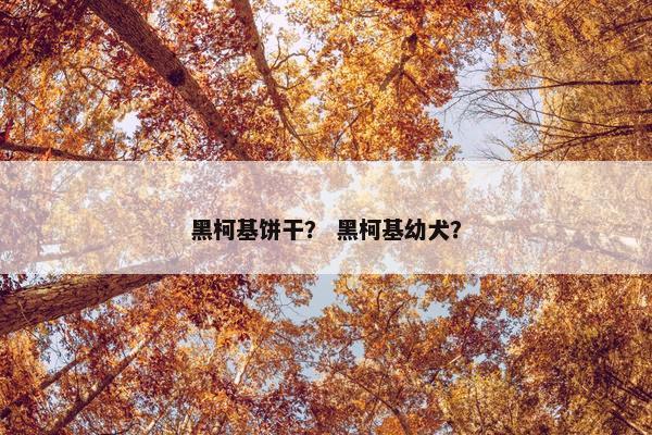 黑柯基饼干？ 黑柯基幼犬？