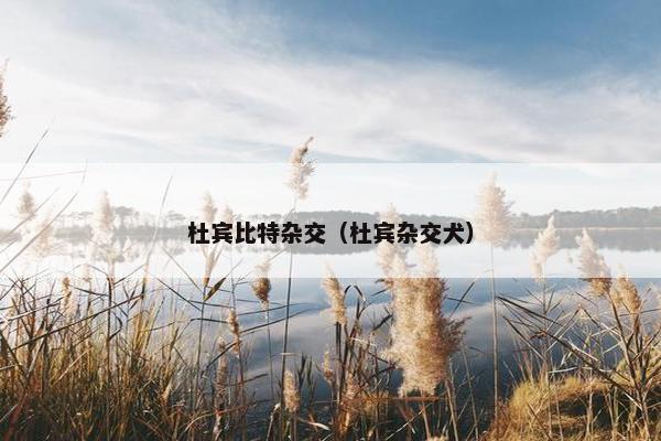 杜宾比特杂交（杜宾杂交犬）