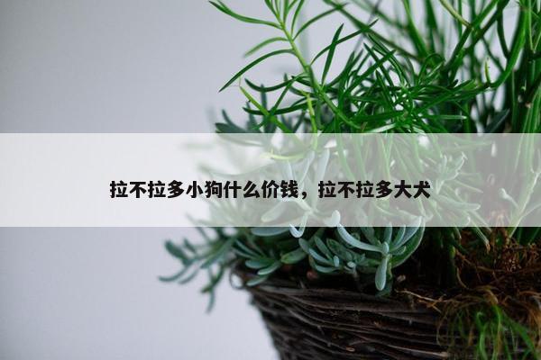 拉不拉多小狗什么价钱，拉不拉多大犬