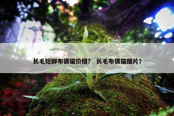 长毛短脚布偶猫价格？ 长毛布偶猫图片？