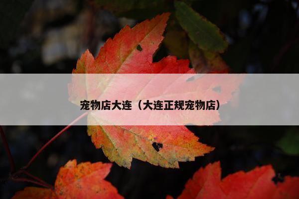 宠物店大连（大连正规宠物店）