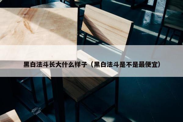 黑白法斗长大什么样子（黑白法斗是不是最便宜）