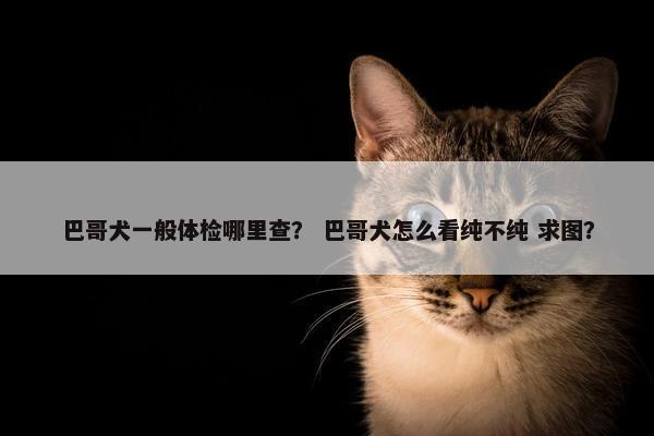 巴哥犬一般体检哪里查？ 巴哥犬怎么看纯不纯 求图？